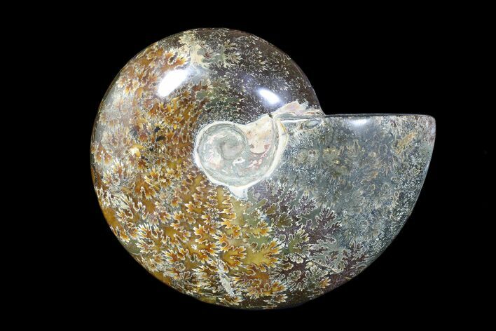 Polished Ammonite Fossil - Madagascar #173171